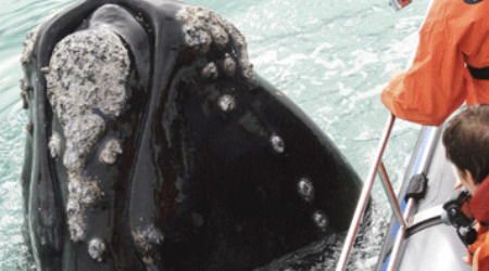 Whale Watching & Marine Safari Gansbaai